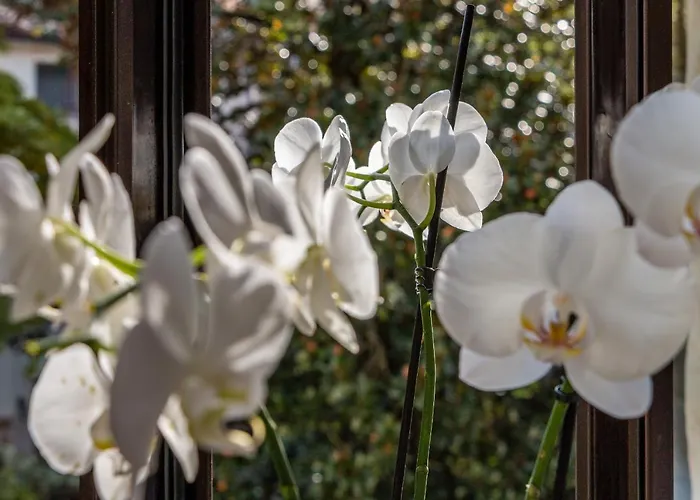 Collalto24 טרוויסו